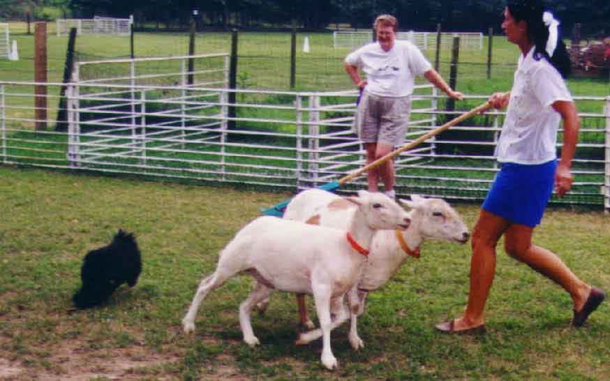 july17kasaherding1web.jpg